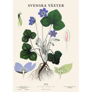  Skolplansch Bl&aring;sippa - Hus-modern.se