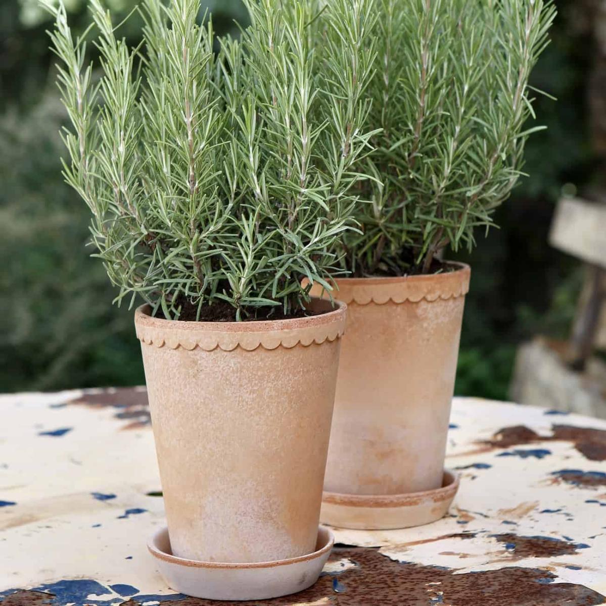 Bergs Potter Lerkruka & fat Helena Hög - Oglaserad röd 14 cm - Hus-modern.se