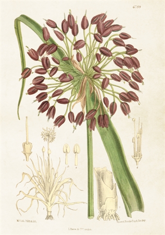 Skolplansch Allium - Hus-modern.se