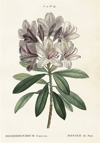  Skolplansch Rhododendron - Hus-modern.se