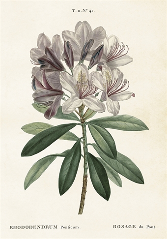 Skolplansch Rhododendron - Hus-modern.se