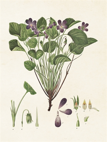 Liten Skolplansch Viol - Hus-modern.se