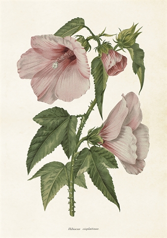 Skolplansch Hibisus - Hus-modern.se