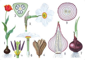  Tulpan, Narciss och Rödlök Skolplansch - Hus-modern.se